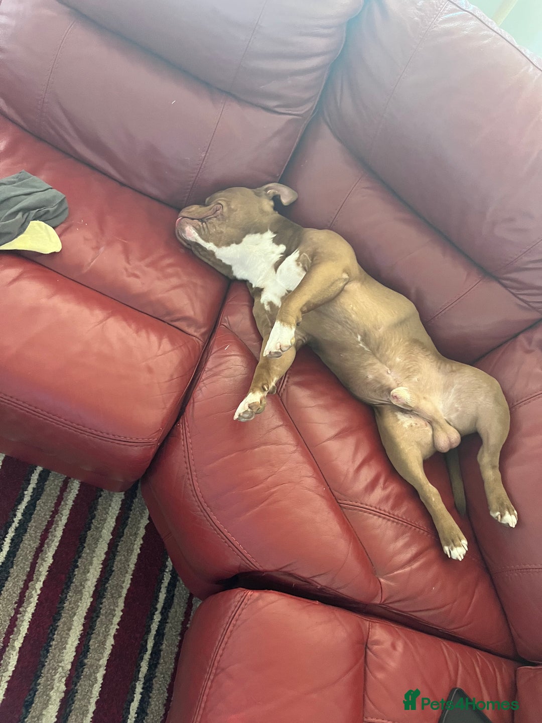 American Bully dogs for sale: Pocket bully  - Advert 5