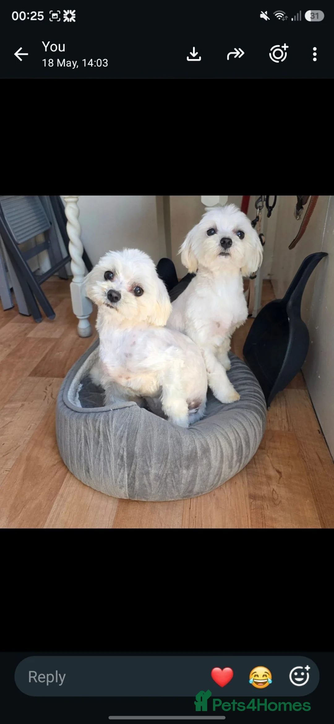 Maltipoo dogs for sale: Korean/Asian maltipoo puppies💗💙 - Advert 40