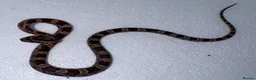 Corn Snake reptiles for sale: Baby Corn Snakes 🐍  - Advert 17