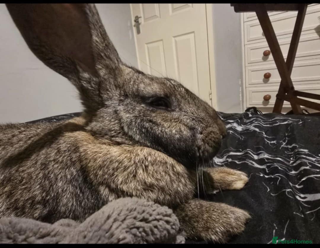 Continental Giant rabbits Giant Continental  - Advert 5