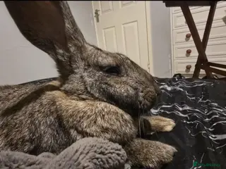 Continental Giant rabbits Giant Continental - Advert 1