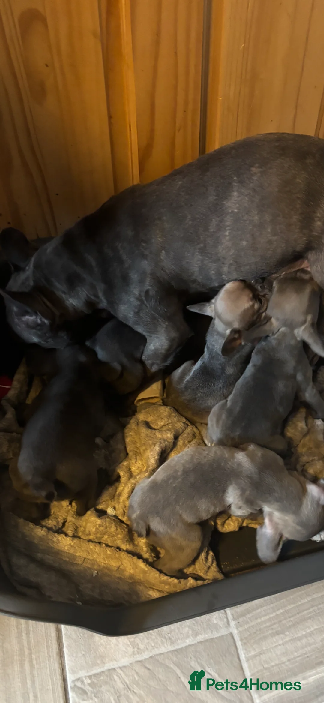 French Bulldog dogs for sale: French bulldog puppies  - Advert 5