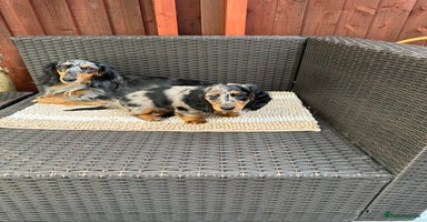 Dachshund dogs - Advert 3