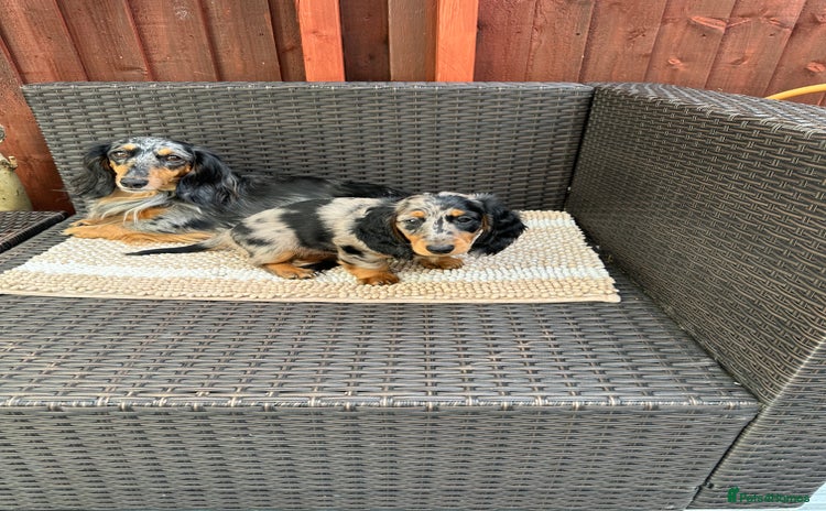 Dachshund dogs - Advert 13