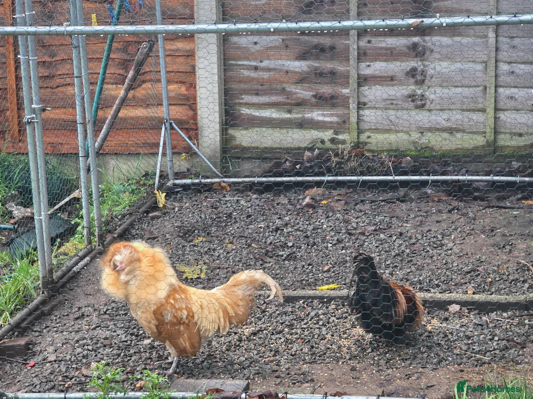 Chickens poultry for sale: Polish Chickens - Advert 4