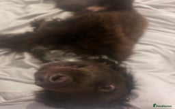 Cocker Spaniel dogs for sale: Beautiful cocker spaniel needs a new home  - Advert 4