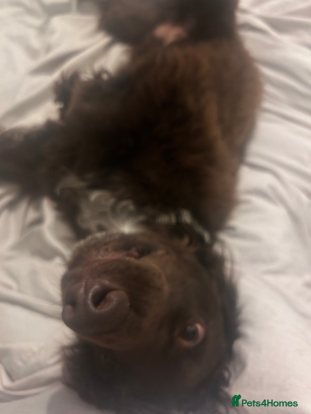 Cocker Spaniel dogs for sale: Beautiful cocker spaniel needs a new home  - Advert 4