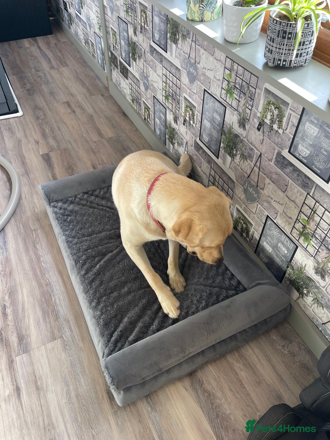 Labrador Retriever dogs for sale: A very gorgeous yellow therapy dog  - Image 8