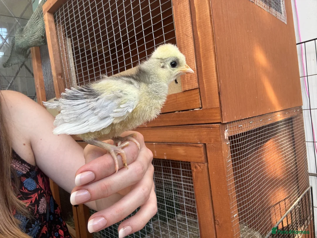 Chickens poultry for sale: ~FRIZZLE~ Polish Chicks (smooth also available) - Advert 2