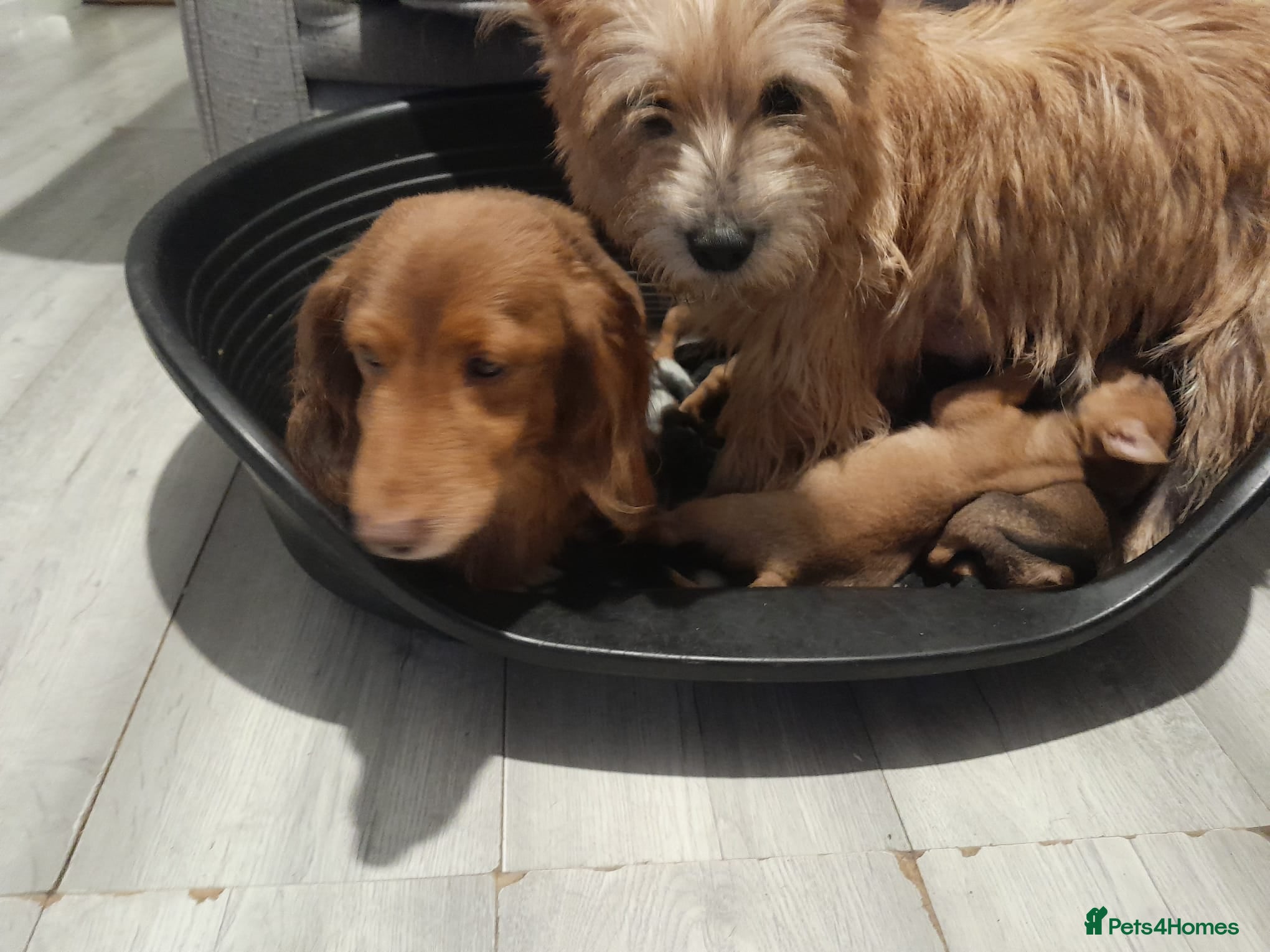 Mixed Breed dogs Cairn terriers - Advert 1