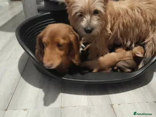 Mixed Breed dogs Cairn terriers - Advert 1