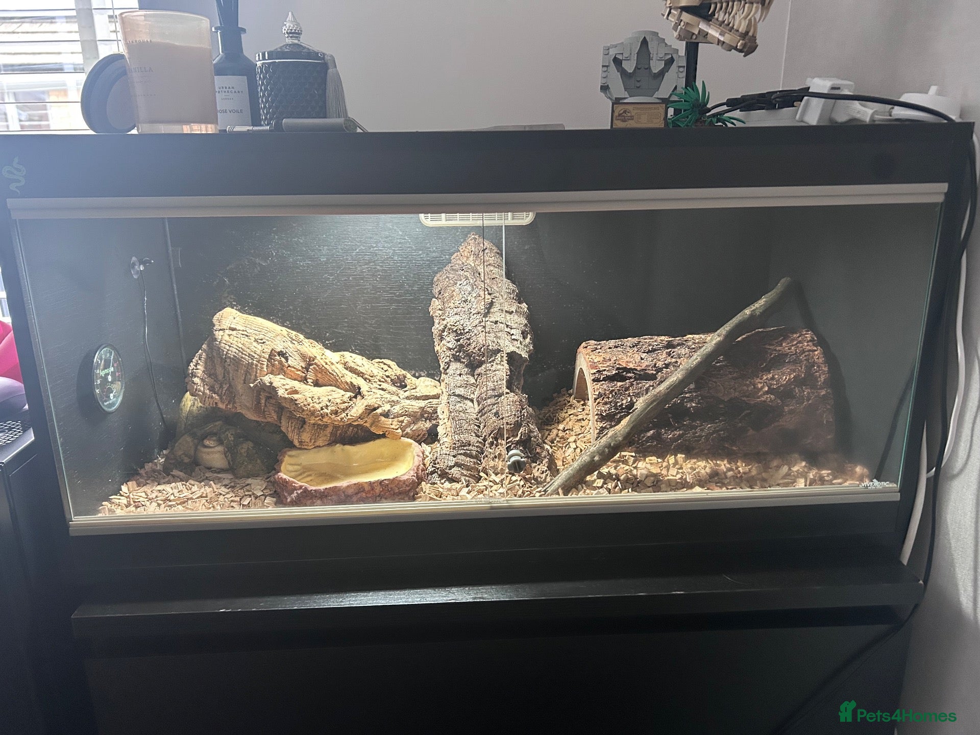 Python Snake reptiles ball python with vivarium  - Advert 15
