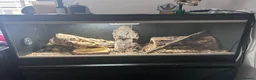 Python Snake reptiles for sale: ball python with vivarium  in Corby - Advert 1