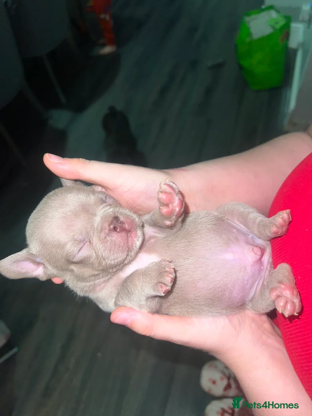 French Bulldog dogs for sale: Gorgeous Lilac, Pink Isabella, & Blue Frenchies - Advert 24