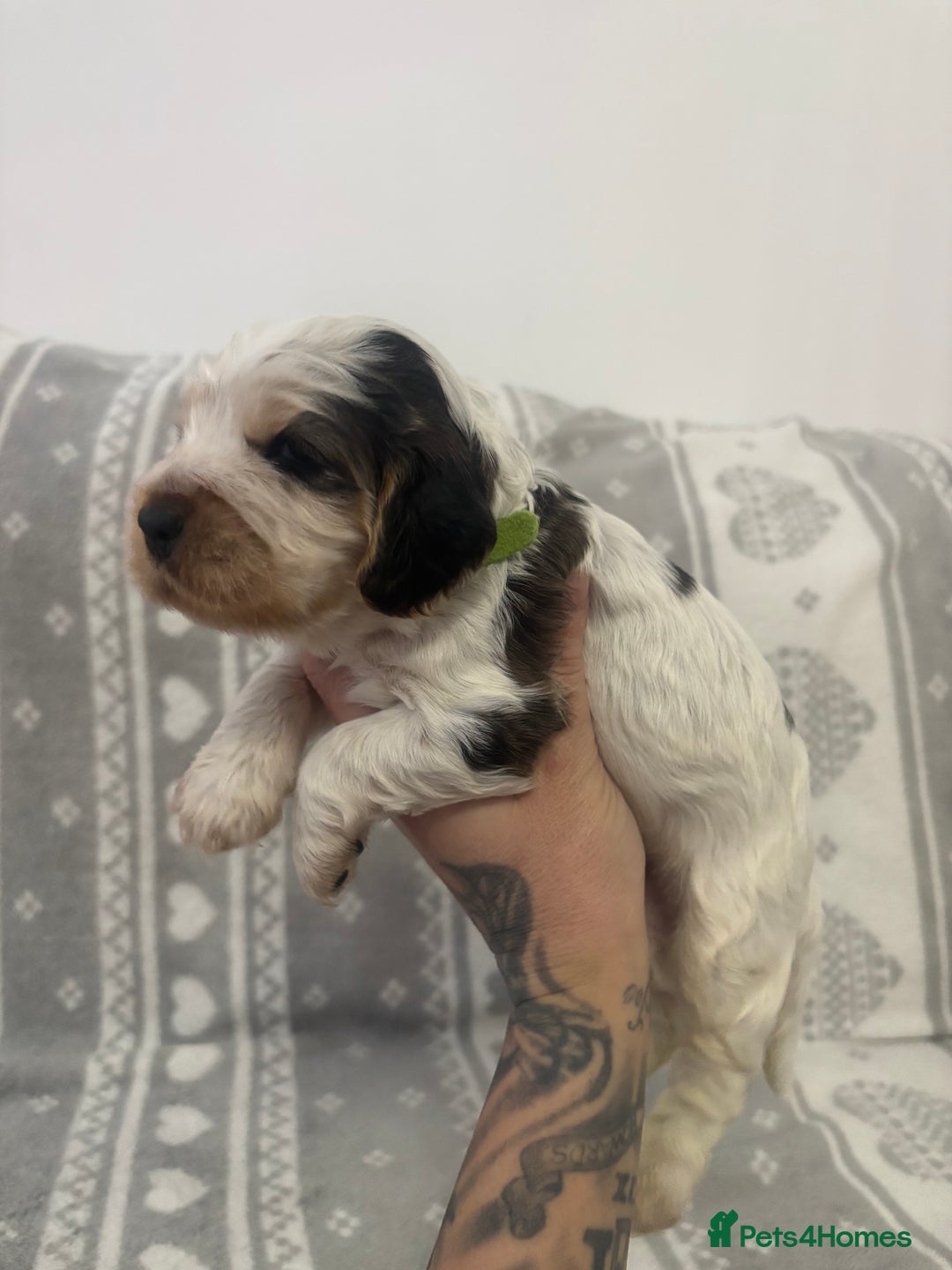 Cocker Spaniel dogs for sale: KC Reg Delightful Show Type Cocker Spaniels - Advert 16