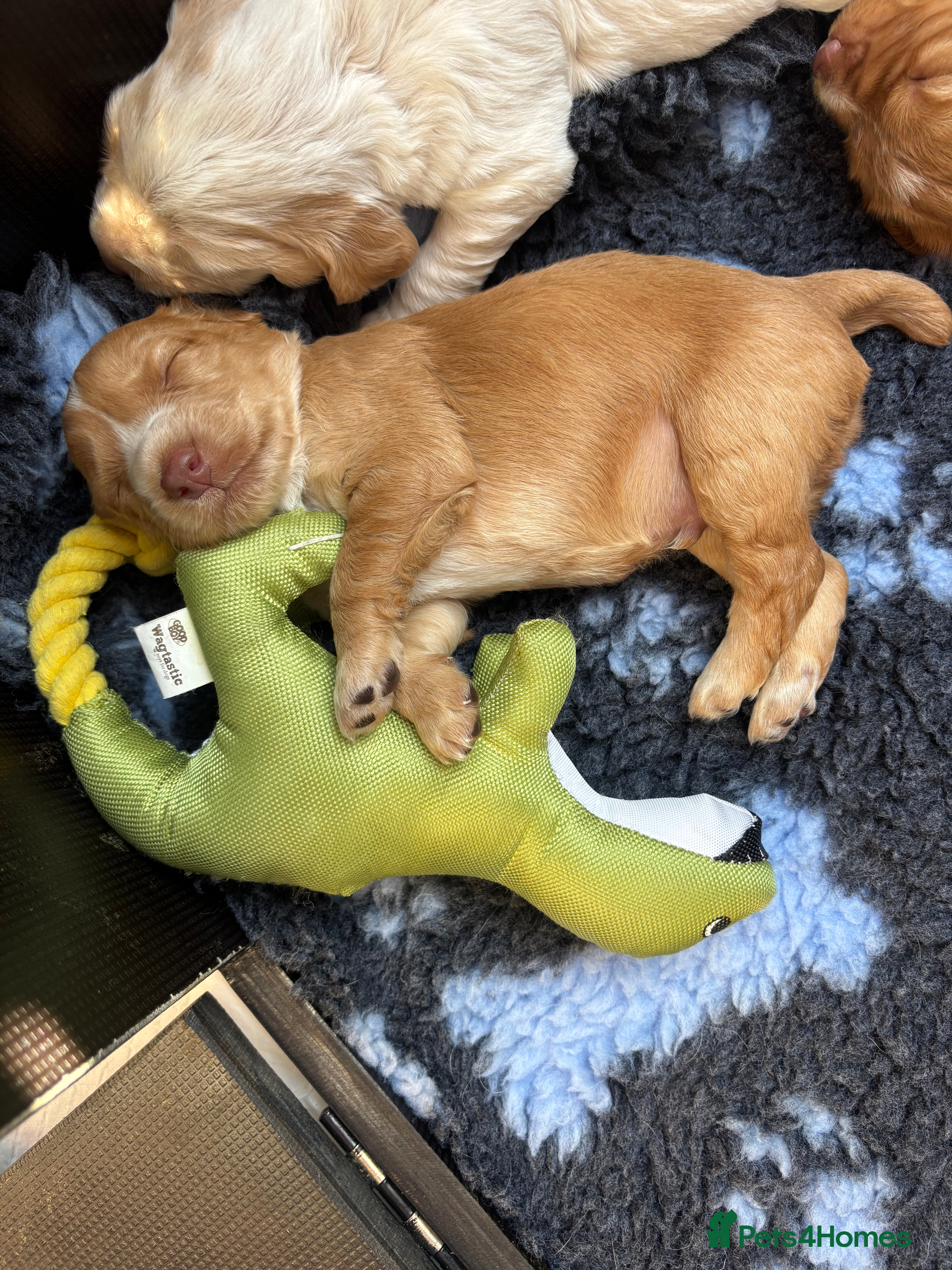 Cocker Spaniel dogs KC Reg Working Cocker Spaniel Puppies FTC breeding - Advert 2