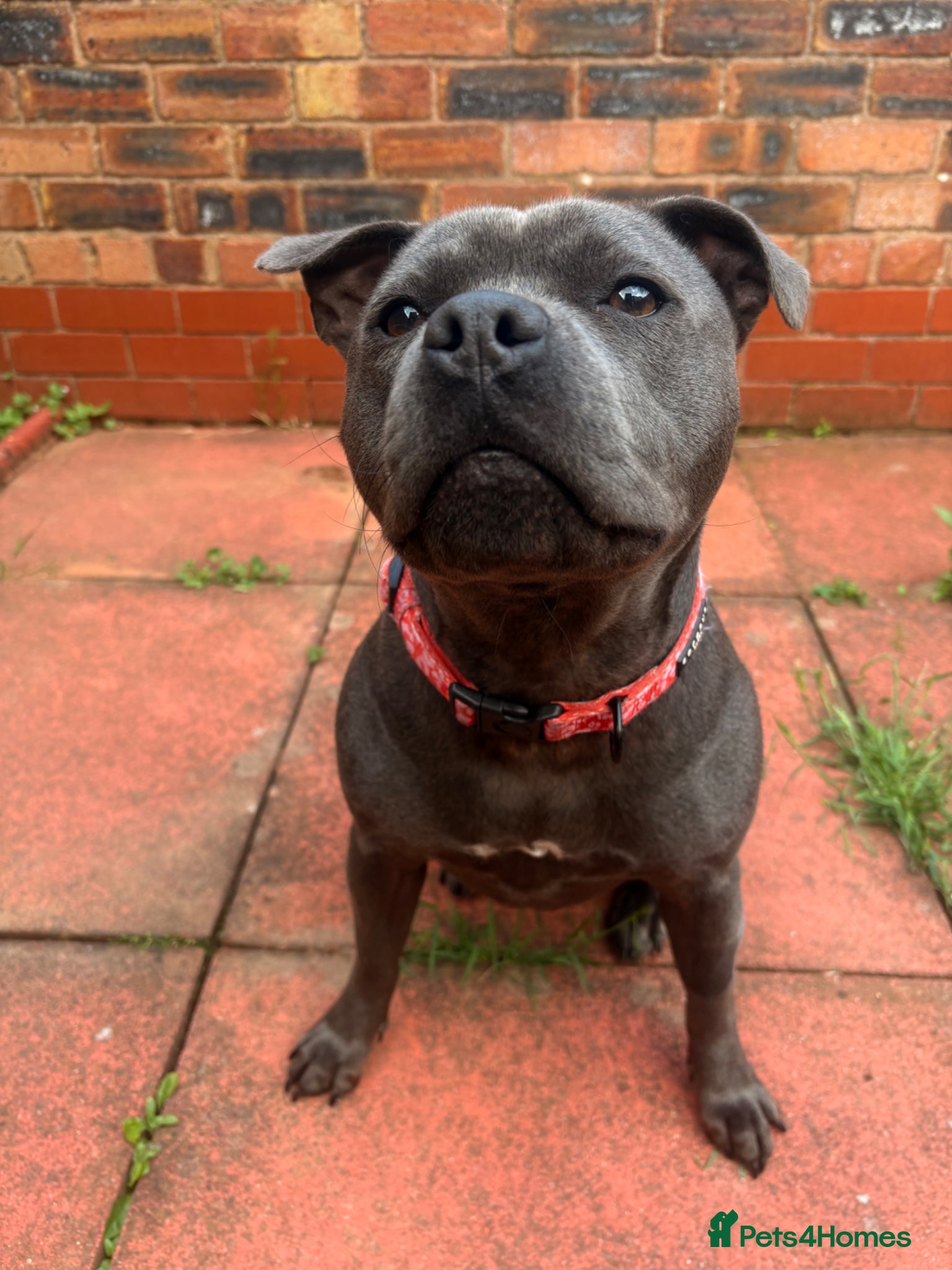 Staffordshire Bull Terrier dogs for sale: Judy the most loveable staffy 🩷🫧 - Advert 4