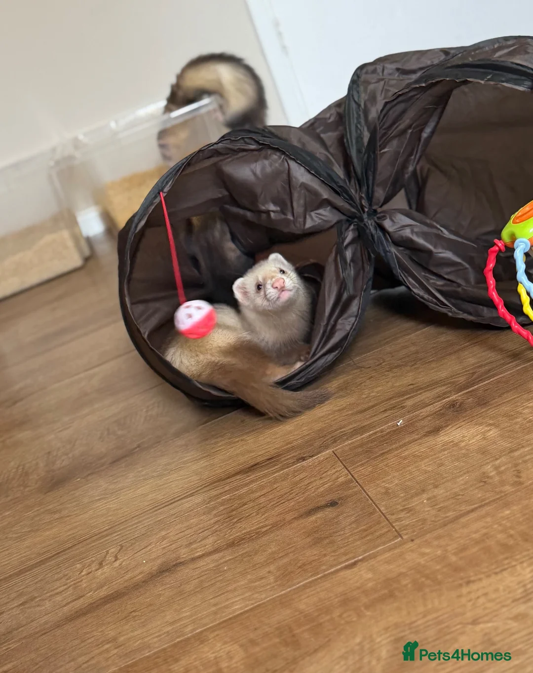 Ferret rodents for sale: Trio Male ferrets in Stevenage - Advert 7