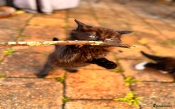 Mixed Breed cats for sale: two boys and a girl - Image 13