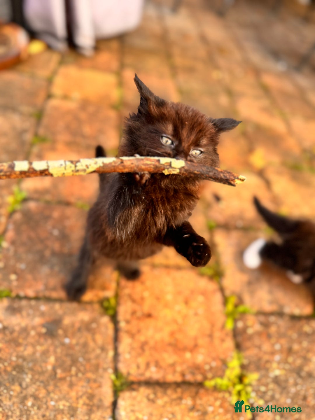 Mixed Breed cats for sale: two boys and a girl - Image 13