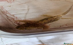 Axolotl reptiles for sale: Copper hypomelanistic  - Image 3