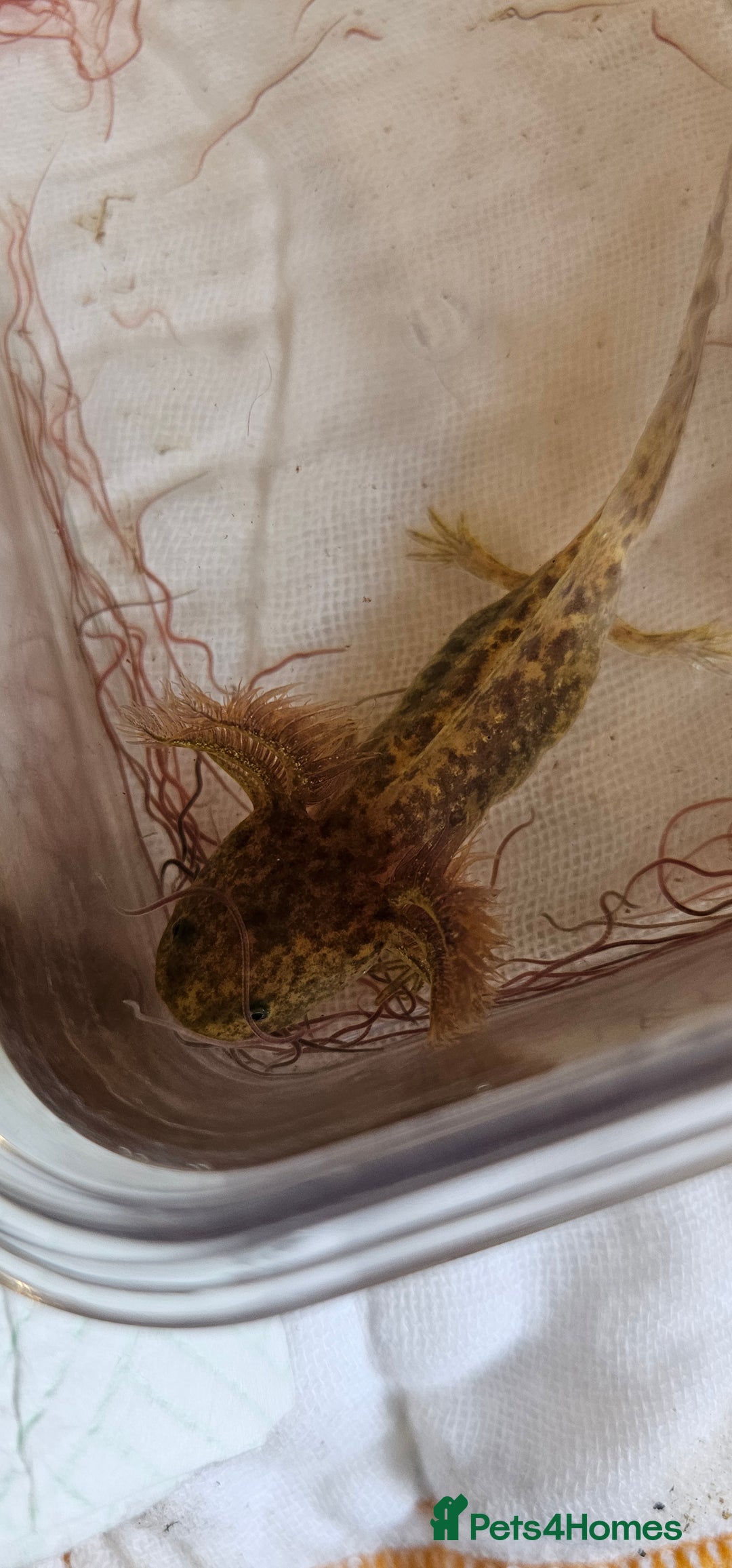 Axolotl reptiles for sale: Copper hypomelanistic  - Image 3