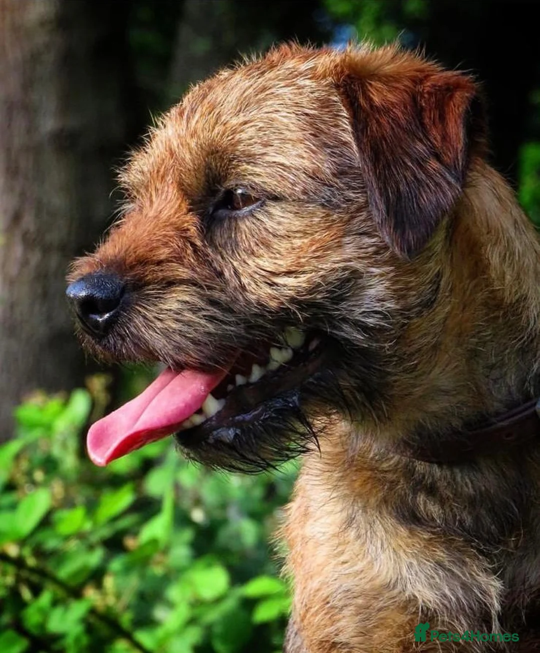 Border Terrier dogs for sale: 3 Border Terrier puppies 8 weeks old  in Slough - Advert 2