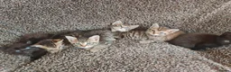 Mixed Breed cats for sale: Kittens for sale  - Advert 39