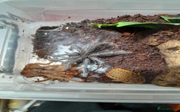 Spiders invertebrates for sale: Trantulas and insects for sale - Image 1