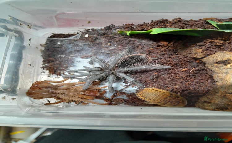 Spiders invertebrates - Advert 5