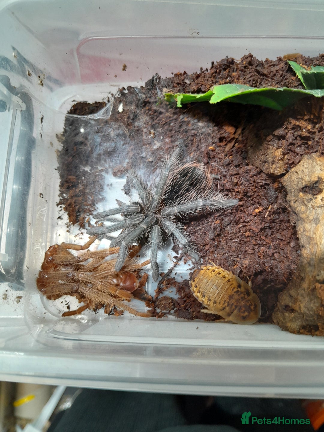 Spiders invertebrates for sale: Trantulas and insects for sale - Image 1