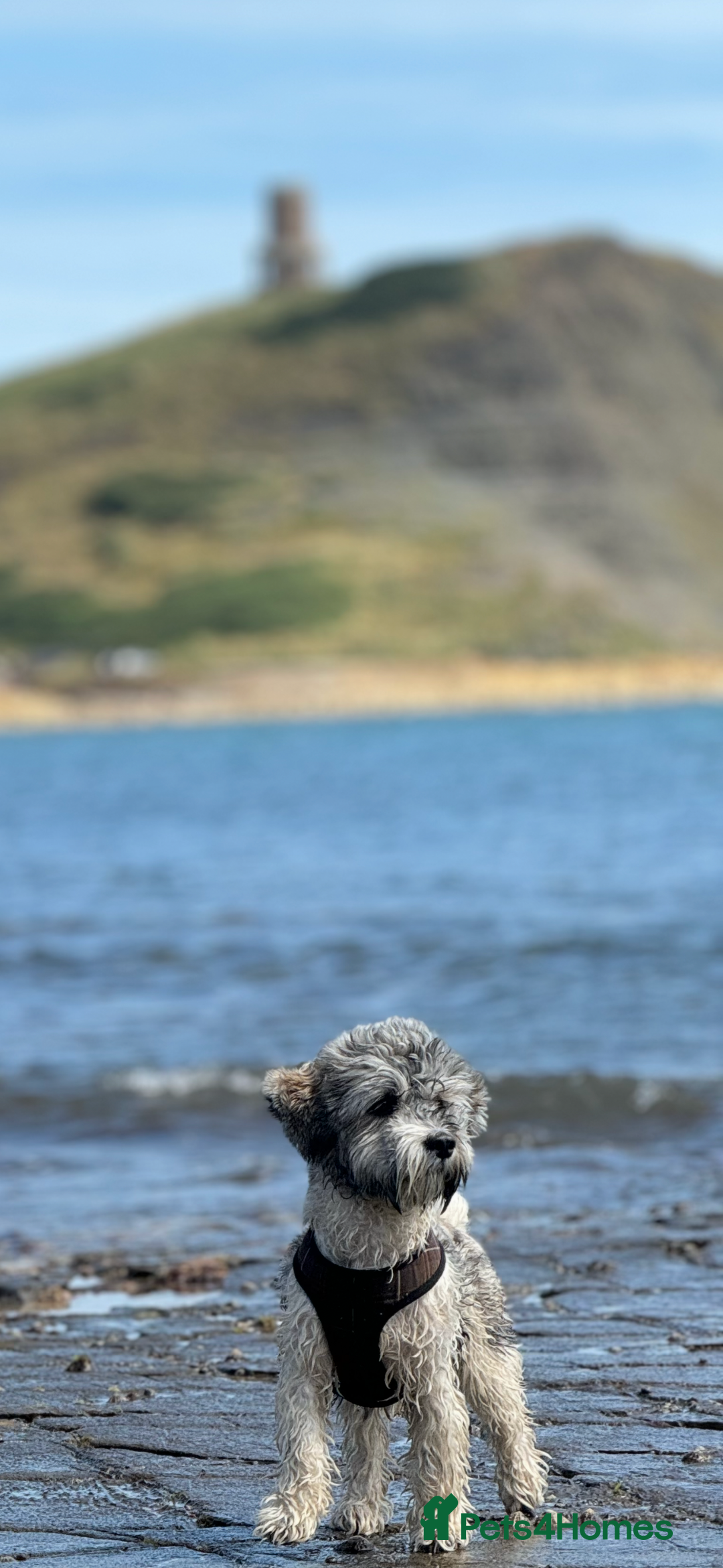 Lhasa Apso dogs for stud: Lhasa Apso looking for Love (Stud only) in Bournemouth - Image 3