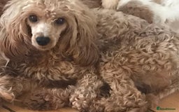 Cavapoo dogs for sale: DNA CLEAR & BVA HEART/EYES CERTS CAVAPOO - Image 4