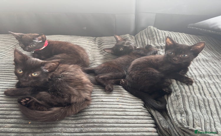 Domestic Shorthair cats - Advert 1