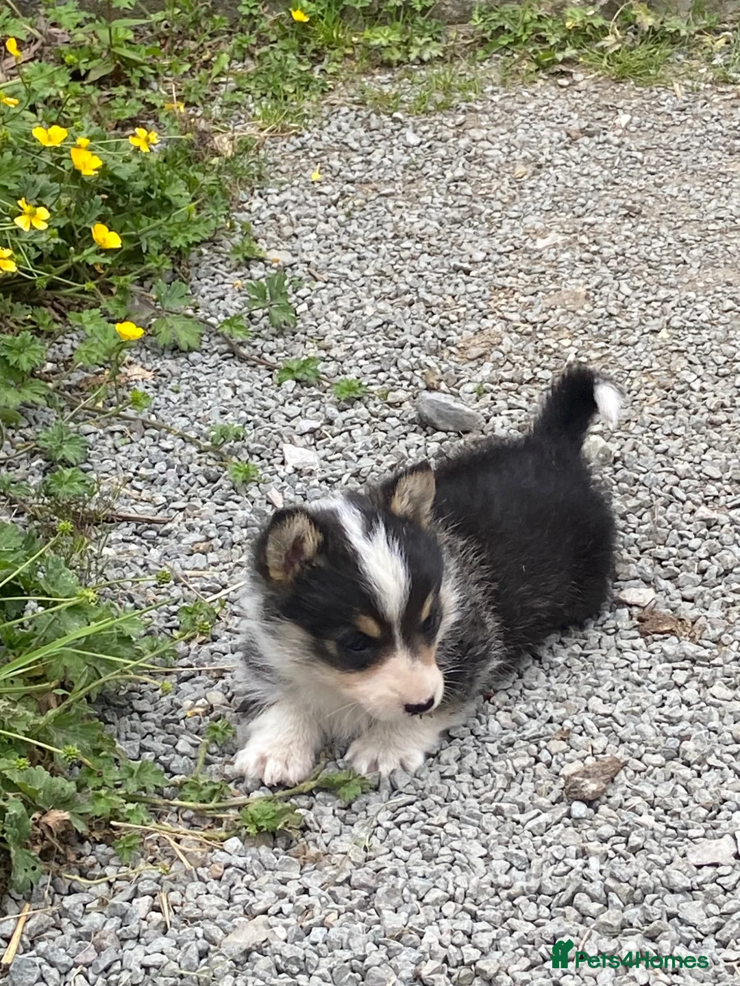 Welsh Corgi Pembroke dogs for sale: Pembroke Corgi pupp for sale in Corwen - Advert 1