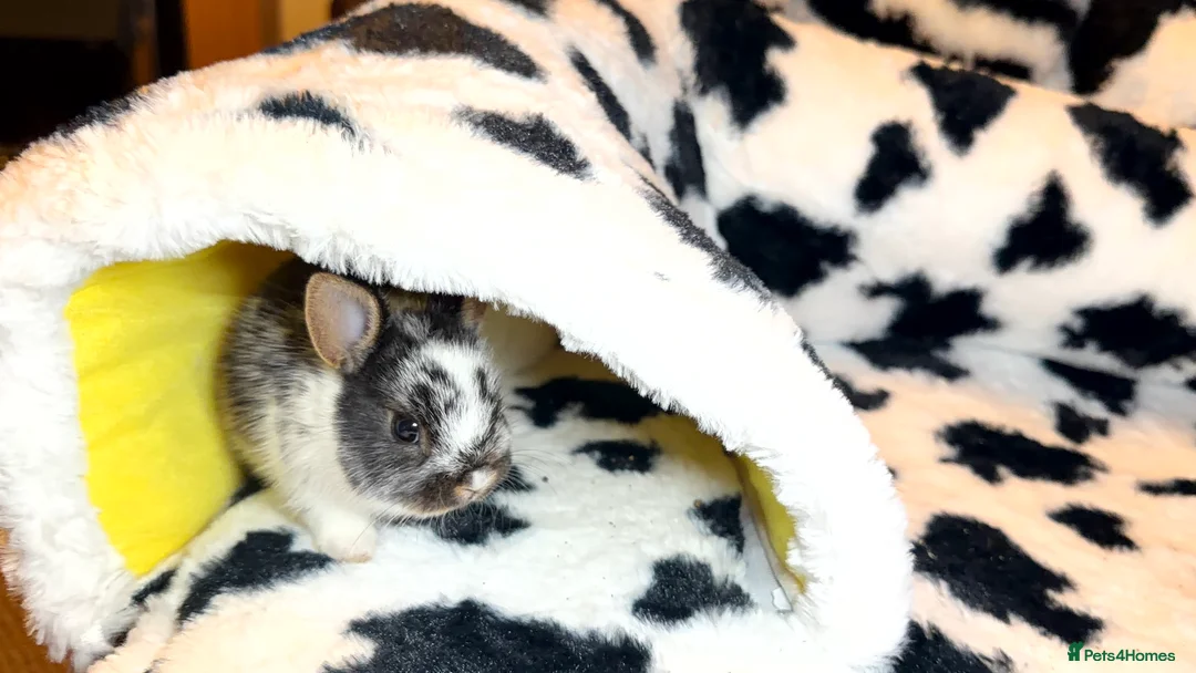 Netherland Dwarf rabbits for sale: Young Netherland dwarf Urgent need of rehoming  - Advert 20