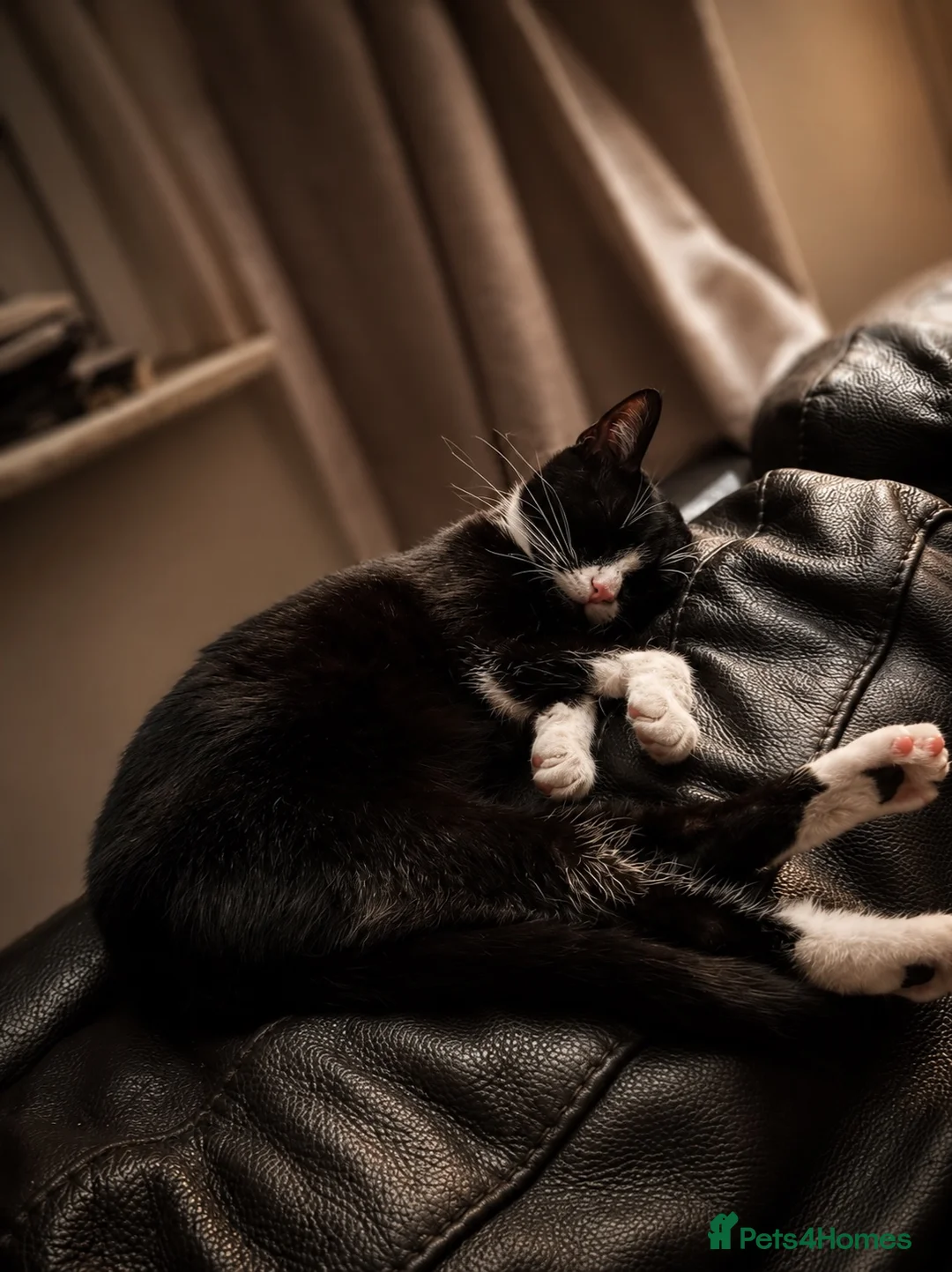 Mixed Breed cats for sale: Kittens looking for their forever homes  - Advert 5