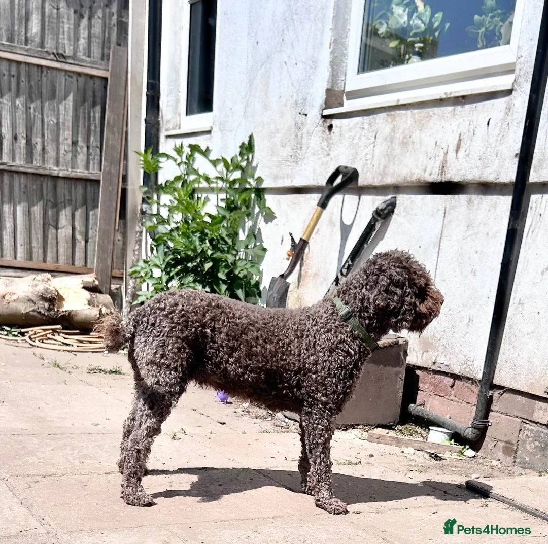 Lagotto Romagnolo dogs for sale: Spring Lagotto Romagnolo puppies - Advert 2
