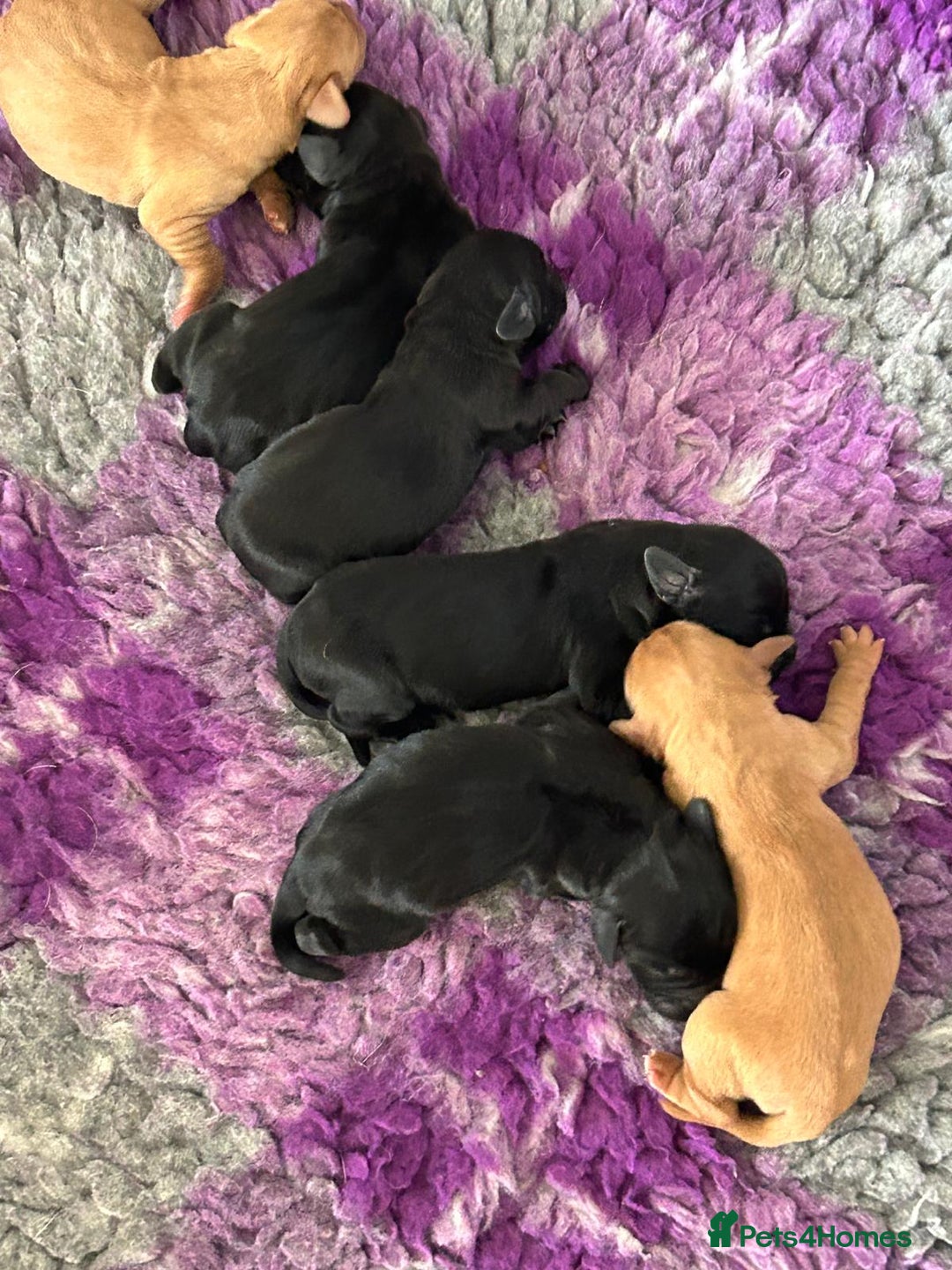 Cockerdor dogs for sale: Cockerdor puppies  - Image 4