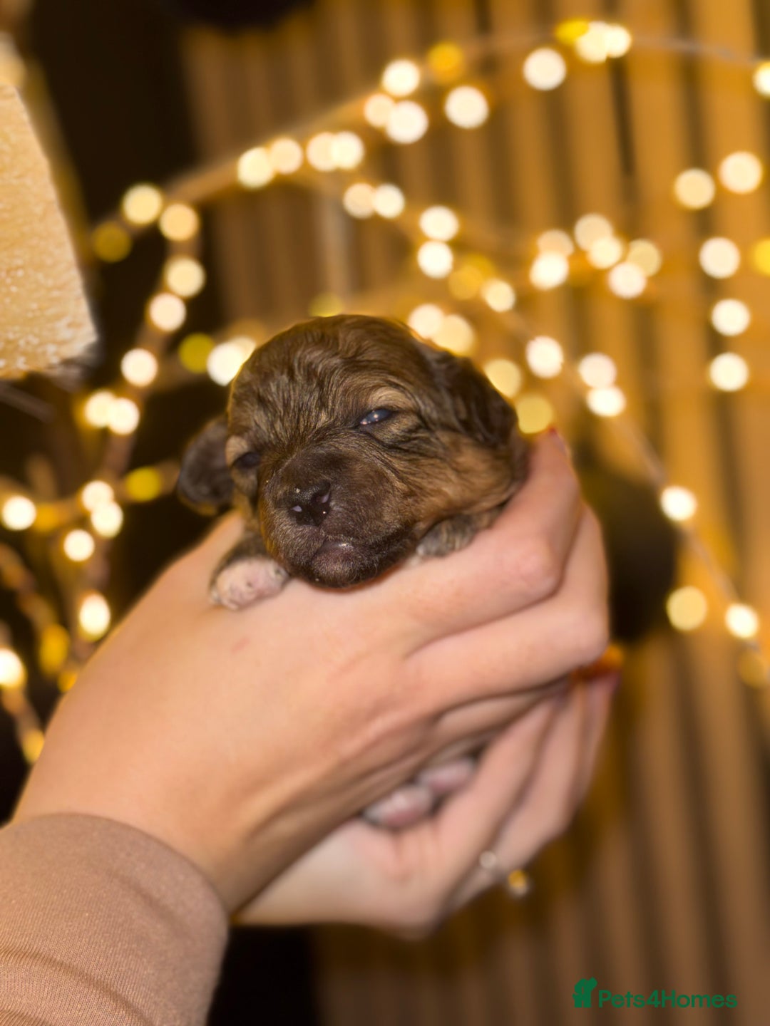 Maltipoo dogs for sale: **Beautiful chocolate/apricot Malitpoo pups**  - Advert 9