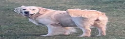 Golden Retriever dogs for sale: Kc reg cream golden retriever pups - Advert 5