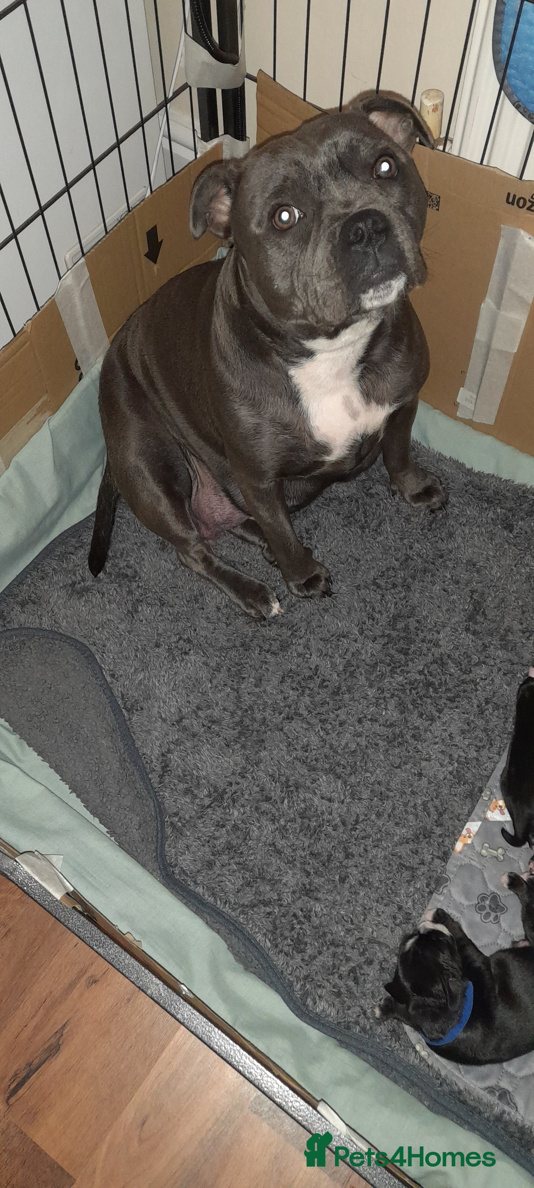 Mixed Breed dogs Staffy x Cocker Spaniel  - Advert 6