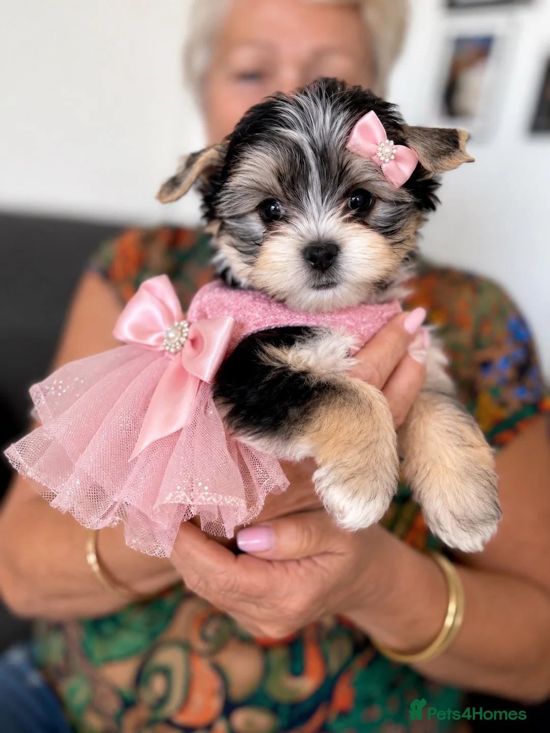 Yorkshire Terrier dogs for sale:  💎Last adroble Girl Available 💎❤️Biewer Terrier - Advert 2