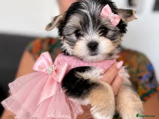 Yorkshire Terrier dogs 💎Last adroble Girl Available 💎❤️Biewer Terrier - Advert 2