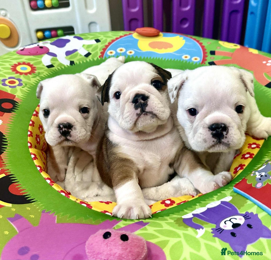 English Bulldog dogs for sale: ** PUREBRED STANDARD COLOUR BULLDOG PUPPIES** - Advert 16