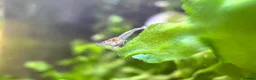 Shrimps fish for sale: Neocardina Wild Shrimp in South Shields - Advert 1