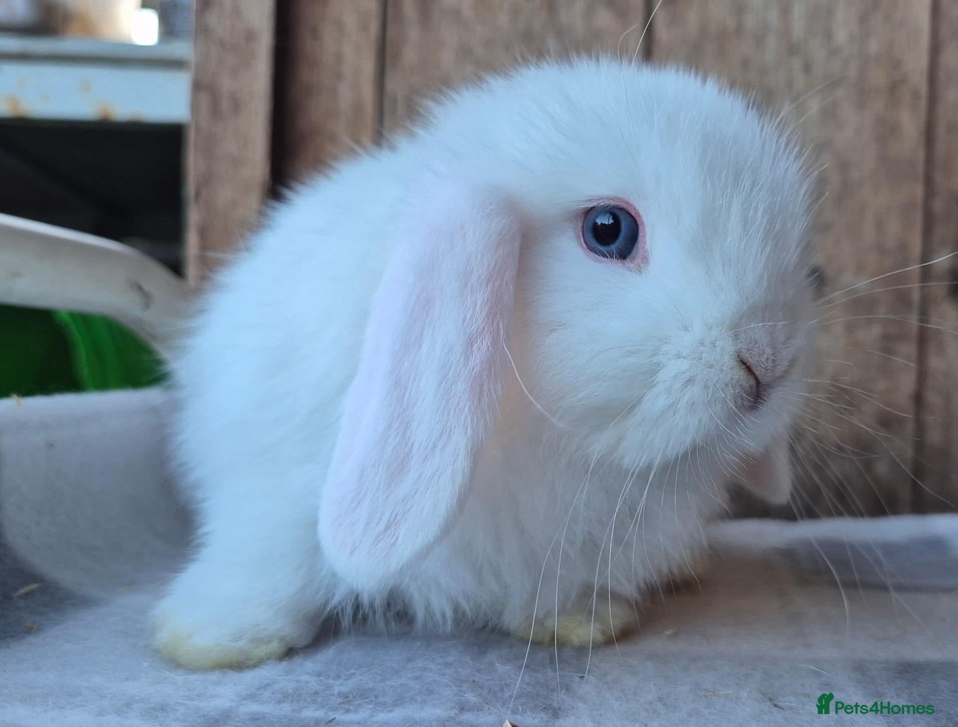Mini Lop rabbits Mini lop baby  boy  - Advert 6