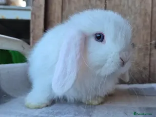 Mini Lop rabbits Mini lop baby boy - Advert 6