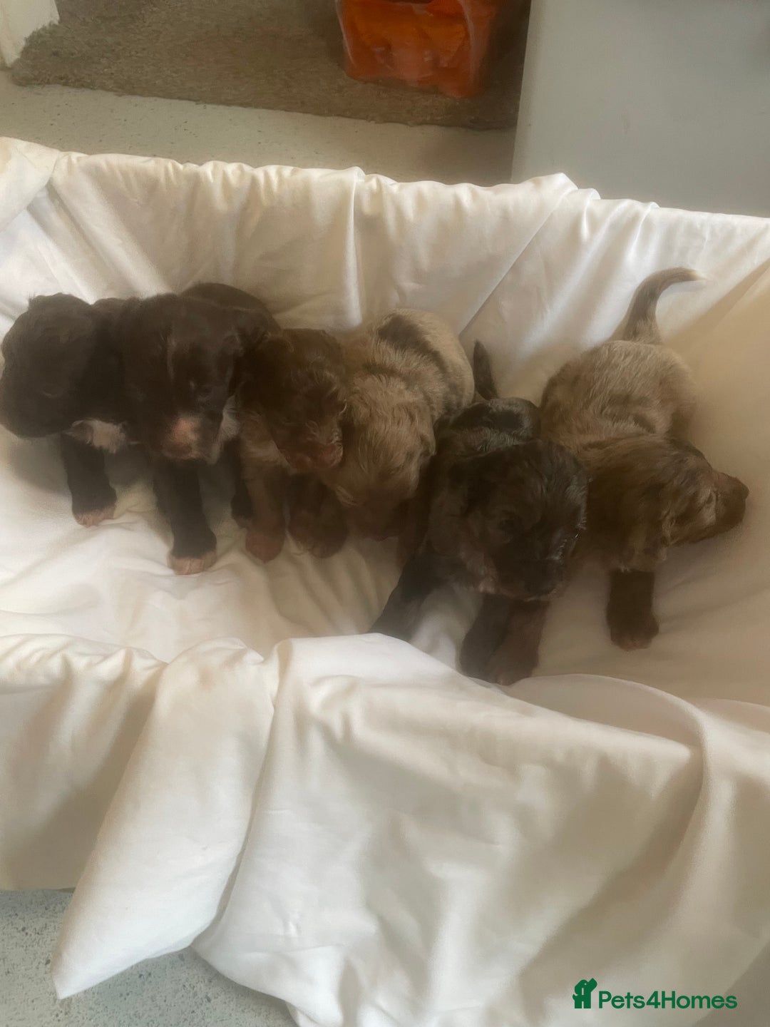 Cockapoo dogs for sale: Miniature f1 cockerpoos  - Image 19