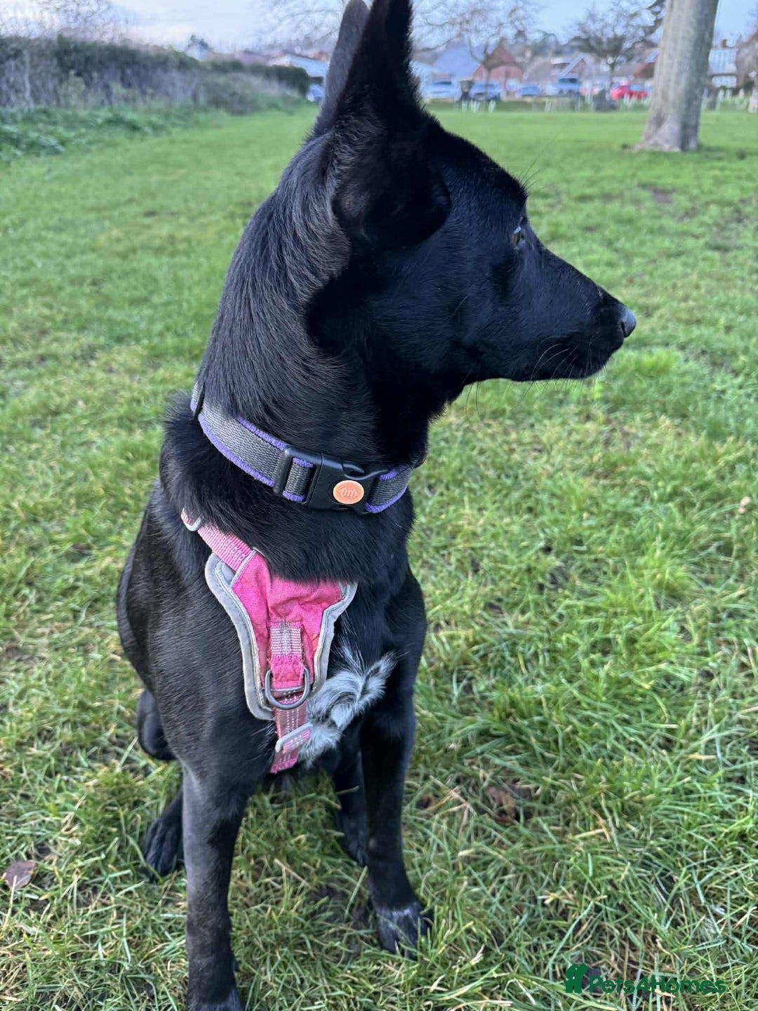 Mixed Breed dogs for adoption: NELLIE - Advert 2